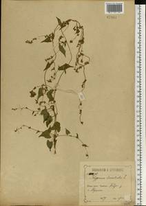 Гречишка вьюнковая (L.) Á. Löve, Восточная Европа, Центральный лесостепной район (E6) (Россия)