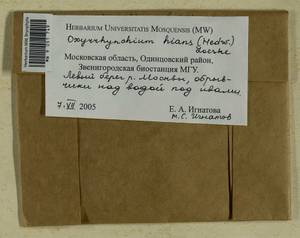 Oxyrrhynchium hians (Hedw.) Loeske, Гербарий мохообразных, Мхи - Москва и Московская область (B6a) (Россия)