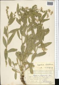 Клоповник широколистный L., Средняя Азия и Казахстан, Северный и Центральный Тянь-Шань (M4) (Киргизия)