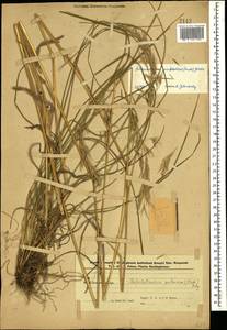 Avenula pubescens (Huds.) Dumort., Кавказ, Азербайджан (K6) (Азербайджан)