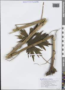 Живокость высокая L., Сибирь, Западная Сибирь (S1) (Россия)