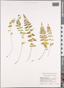 Пузырник ломкий (L.) Bernh., Сибирь, Прибайкалье и Забайкалье (S4) (Россия)