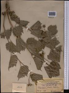Ampelopsis vitifolia subsp. vitifolia, Средняя Азия и Казахстан, Памир и Памиро-Алай (M2) (Туркмения)