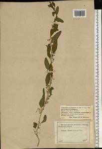 Lipandra polysperma (L.) S. Fuentes, Uotila & Borsch, Восточная Европа, Западный район (E3) (Россия)