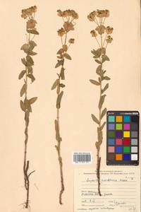 Молочай острый, Сибирь, Дальний Восток (S6) (Россия)