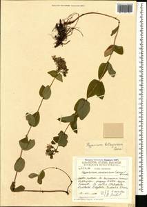 Зверобой вифинский Boiss., Кавказ, Грузия (K4) (Грузия)