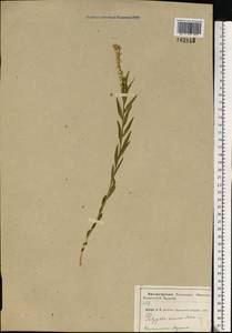 Истод хохлатый, Восточная Европа, Центральный район (E4) (Россия)