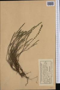 Micromeria juliana (L.) Benth. ex Rchb., Западная Европа (EUR) (Албания)