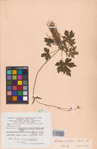 Лютик едкий L., Восточная Европа, Центральный район (E4) (Россия)