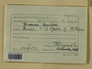 Dicranum laevidens R.S. Williams, Гербарий мохообразных, Мхи - Западная Сибирь (включая Алтай) (B15) (Россия)