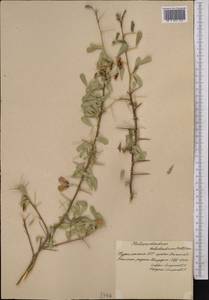 Caragana halodendron (Pall.) Dum.Cours., Средняя Азия и Казахстан, Копетдаг, Бадхыз, Малый и Большой Балхан (M1) (Туркмения)