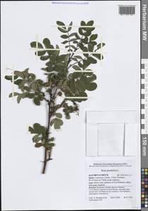 Шиповник повислый L., Западная Европа (EUR) (Испания)