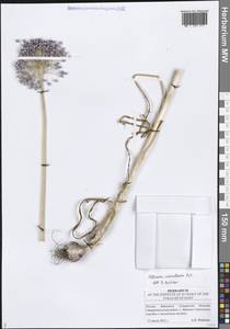 Лук голубой Pall., Восточная Европа, Средневолжский район (E8) (Россия)