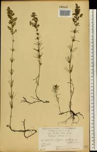 Подмаренник настоящий L., Восточная Европа, Центральный лесостепной район (E6) (Россия)