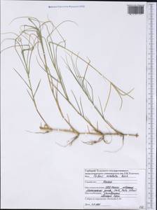 Chloris cucullata Bisch., Америка (AMER) (США)