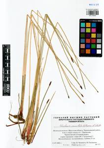 Болотница сосочковая (H.Lindb.) H.Lindb., Сибирь, Прибайкалье и Забайкалье (S4) (Россия)