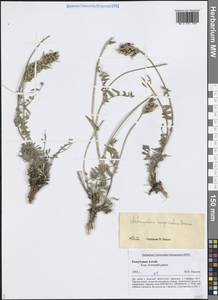 Астрагал Лаксмана, Сибирь, Алтай и Саяны (S2) (Россия)