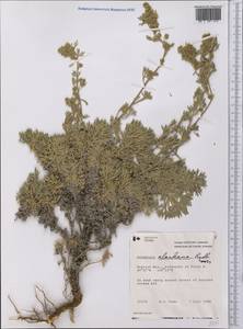 Artemisia kruhsiana subsp. alaskana (Rydb.) D. F. Murray & Elven, Америка (AMER) (Канада)