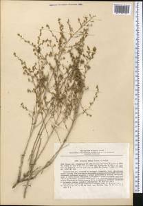 Artemisia diffusa Krasch. ex Poljakov, Средняя Азия и Казахстан, Сырдарьинские пустыни и Кызылкумы (M7) (Узбекистан)