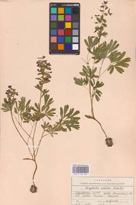 Хохлатка плотная (L.) Clairv., Восточная Европа, Средневолжский район (E8) (Россия)