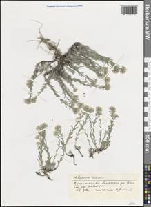 Odontarrhena tortuosa subsp. tortuosa, Восточная Европа, Центральный лесостепной район (E6) (Россия)