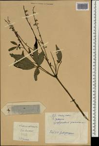 Прутняк китайский L., Зарубежная Азия (ASIA) (КНР)