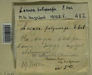 Leskea polycarpa Hedw., Гербарий мохообразных, Мхи - Центральное Нечерноземье (B6) (Россия)