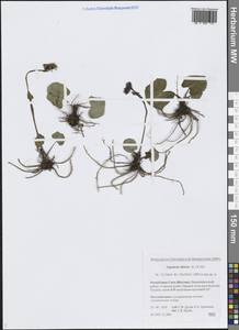 Бузульник сибирский (L.) Cass., Сибирь, Якутия (S5) (Россия)