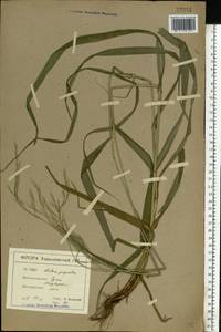 Lolium giganteum (L.) Darbysh., Восточная Европа, Северо-Украинский район (E11) (Украина)