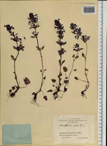 Змееголовник поникший L., Сибирь, Алтай и Саяны (S2) (Россия)