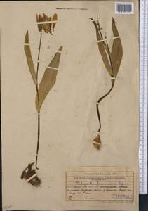 Тюльпан Грейга Regel, Средняя Азия и Казахстан, Западный Тянь-Шань и Каратау (M3) (Узбекистан)