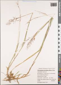 Chrysopogon aciculatus (Retz.) Trin., Зарубежная Азия (ASIA) (Вьетнам)