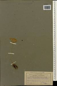Petrosedum subulatum (C. A. Mey.) Afferni, Кавказ, Армения (K5) (Армения)