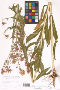 Вечерница густоволосистая Borbás & Degen, Восточная Европа, Ростовская область (E12a) (Россия)