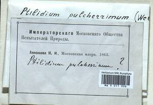 Ptilidium pulcherrimum (Weber) Vain., Гербарий мохообразных, Мхи - Москва и Московская область (B6a) (Россия)