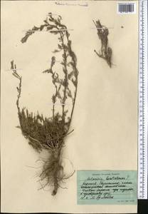 Seriphidium borotalense (Poljakov) Ling & Y.R.Ling, Средняя Азия и Казахстан, Северный и Центральный Тянь-Шань (M4) (Киргизия)