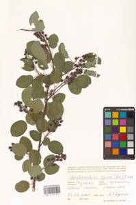 Amelanchier × spicata (Lam.) K.Koch, Восточная Европа, Центральный район (E4) (Россия)