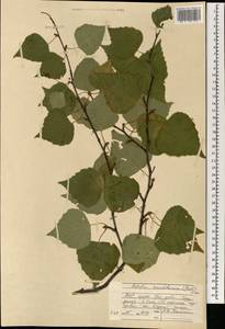 Betula pendula subsp. mandshurica (Regel) Ashburner & McAll., Монголия (MONG) (Монголия)