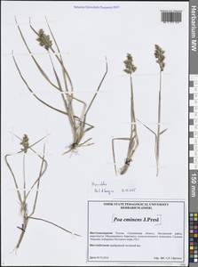 Душистый колосок, Сибирь, Дальний Восток (S6) (Россия)