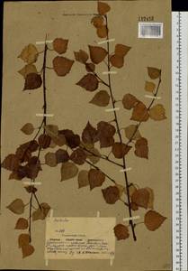 Betula pendula subsp. mandshurica (Regel) Ashburner & McAll., Сибирь, Якутия (S5) (Россия)