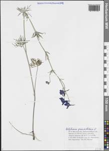 Живокость крупноцветковая L., Сибирь, Прибайкалье и Забайкалье (S4) (Россия)