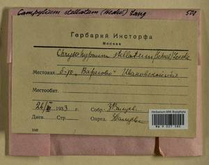Campylium stellatum (Hedw.) Lange & C.E.O. Jensen, Гербарий мохообразных, Мхи - Центральное Нечерноземье (B6) (Россия)