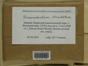 Dicranodontium denudatum (Brid.) E. Britton, Гербарий мохообразных, Мхи - Западная Европа (BEu) (Германия)
