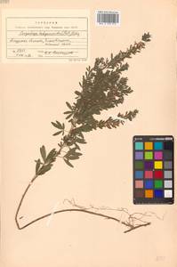 Леспедеца ситниковая (L.f.) Pers., Сибирь, Дальний Восток (S6) (Россия)