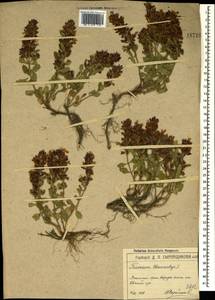 Дубровник обыкновенный L., Крым (KRYM) (Россия)