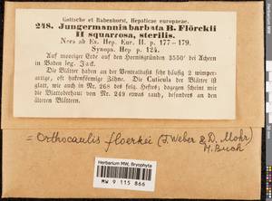 Neoorthocaulis floerkei (F. Weber & D. Mohr) L. Söderstr., De Roo & Hedd., Гербарий мохообразных, Мхи - Западная Европа (BEu) (Германия)