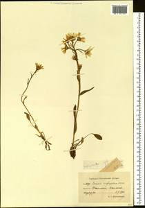 Пепельник почтихолодный (Kom.) Holub, Сибирь, Чукотка и Камчатка (S7) (Россия)