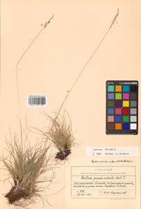 Овсяница овечья L., Сибирь, Чукотка и Камчатка (S7) (Россия)
