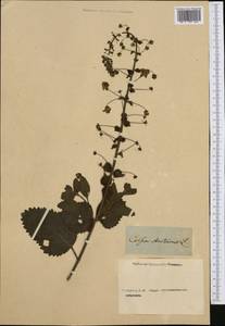 Verbascum arcturus L., Западная Европа (EUR) (Неизвестно)