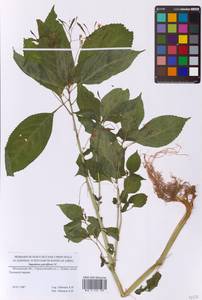 Недотрога мелкоцветковая DC., Восточная Европа, Московская область и Москва (E4a) (Россия)